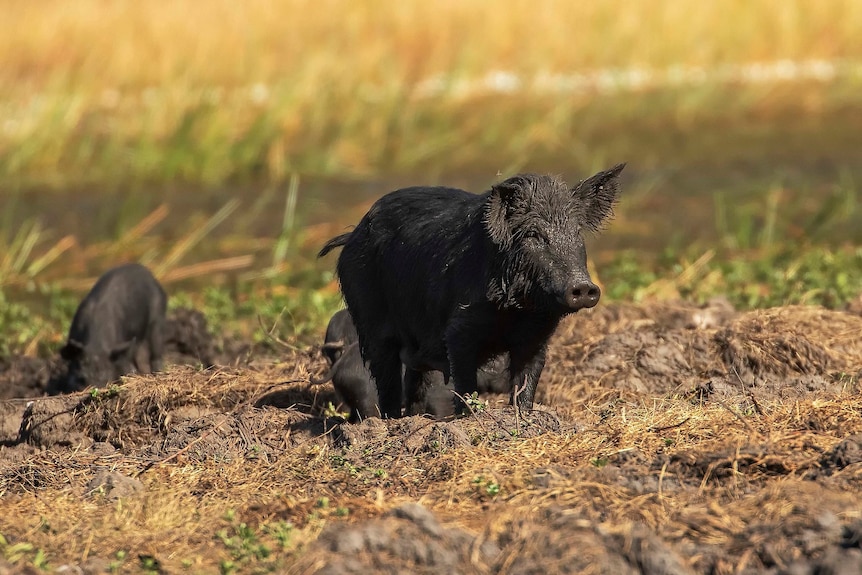A mother feral pig with three piglets in a muddy patch they have dug up.