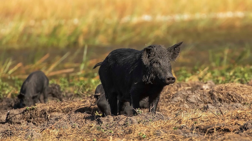 A mother feral pig with three piglets in a muddy patch they have dug up.