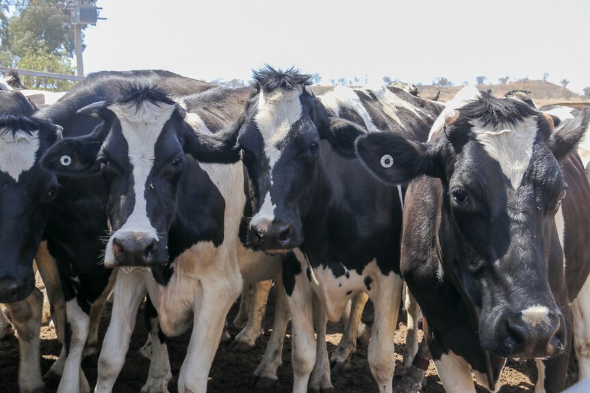 A group of cows wait patiently to be loaded onto a truck at Greenmount near Toowoomba in October 2019.