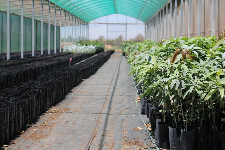 young mango trees and seedlings in black pots in a greenhouse