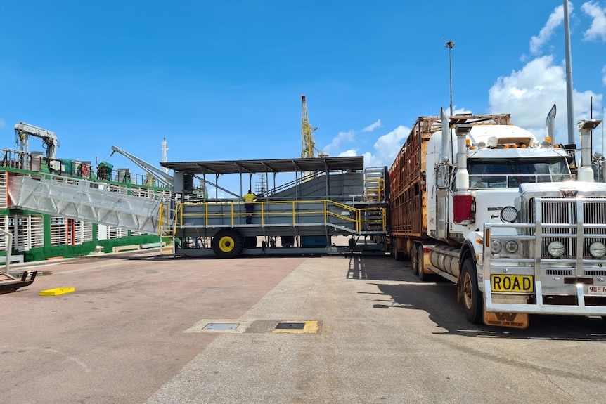 Cattle are taken off a road train to be loaded onto a ship.