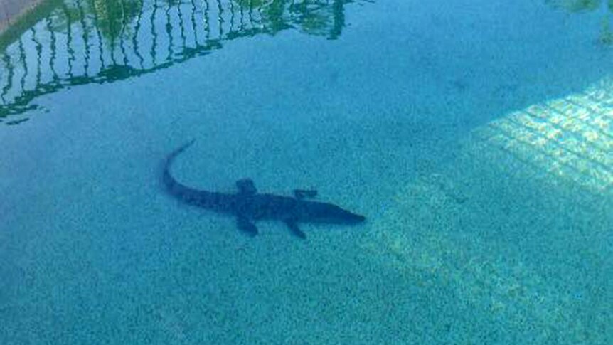 A small crocodile sits on the bottom of a backyard swimming pool.