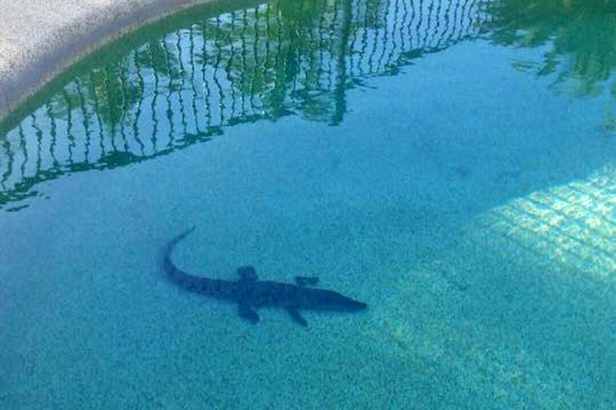 A small crocodile sits on the bottom of a backyard swimming pool.