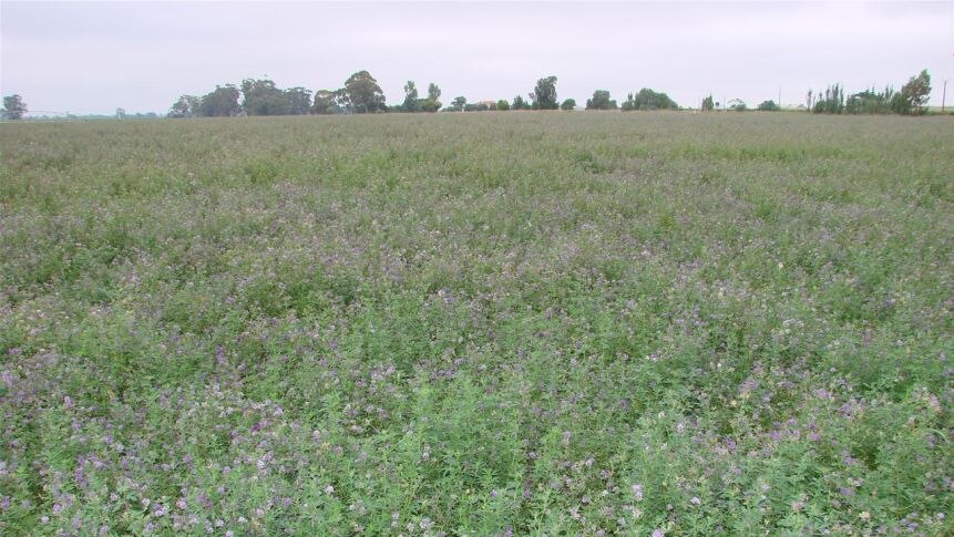 A field of green plants with purple flowers.