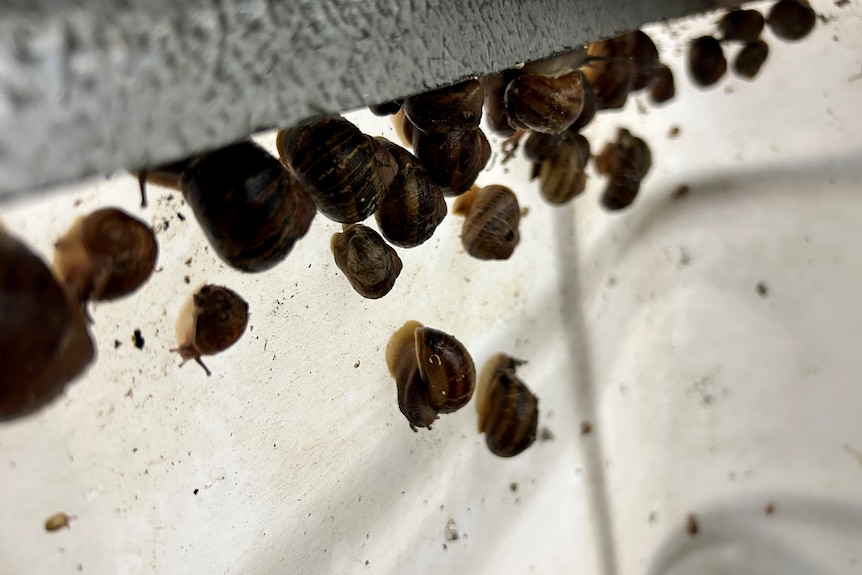 A bunch of brown snails are stuck to the inside of a white container. 