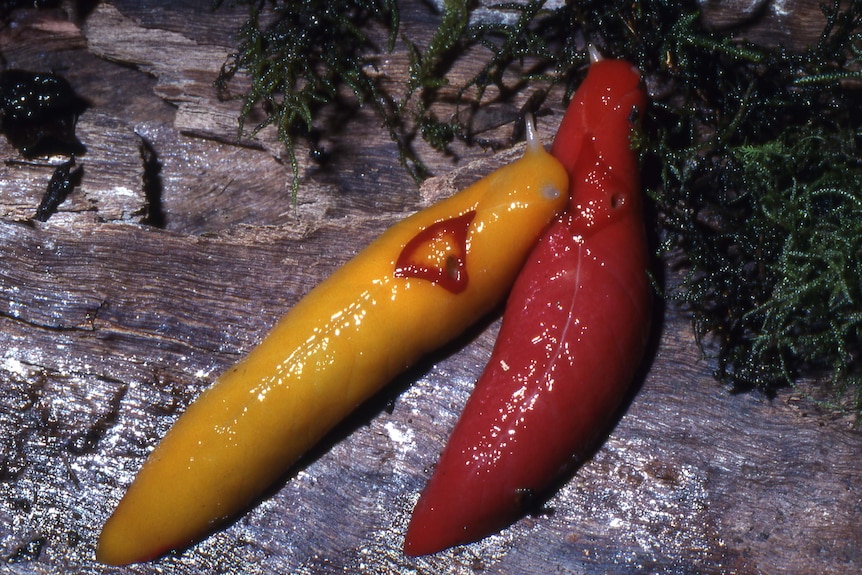 Two slugs one yellow with a red triangle and a red slug next to it.