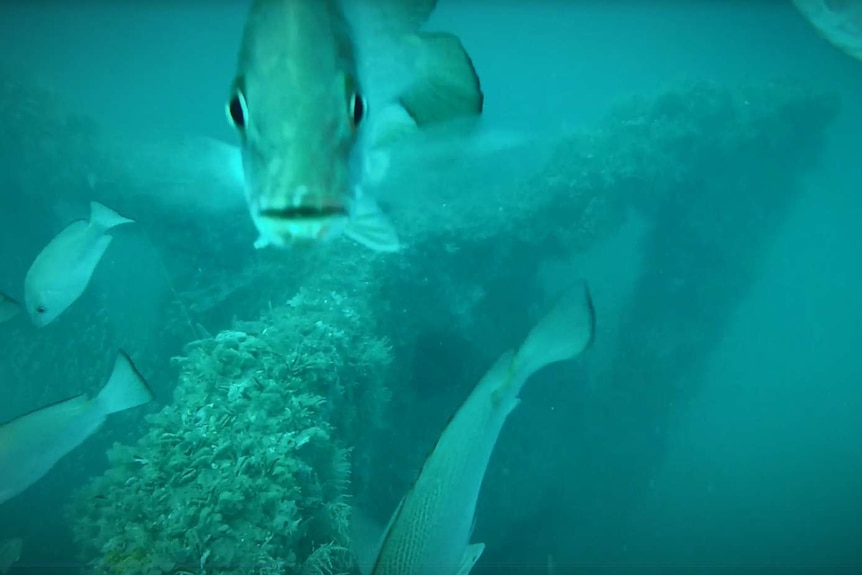 Green underwater shot. A structure is  overgrown with sea growth and fish are swimming around it. One fish looking at camera.