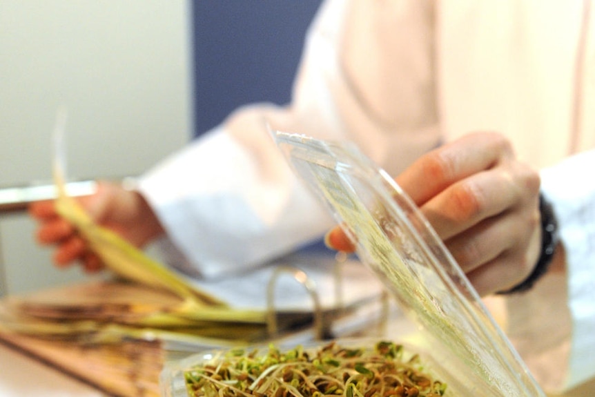 Scientists test sprouts for bacteria