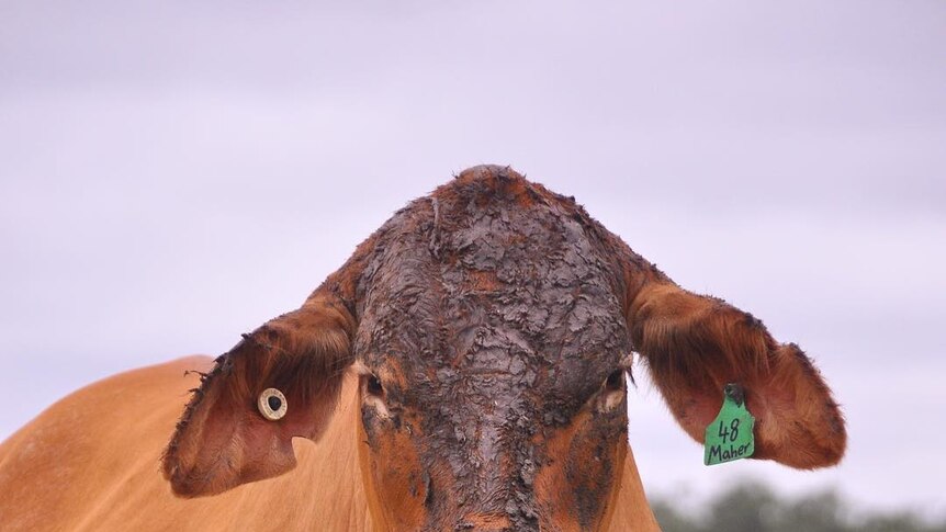 A cow with mud on its face.