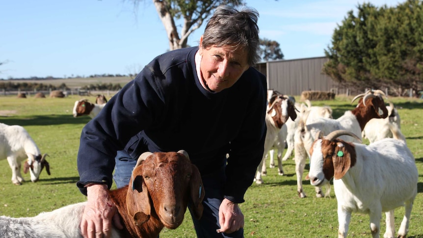 Stud breeder Carole Axton in the paddock with her Boer goats in Gippsland Victoria.