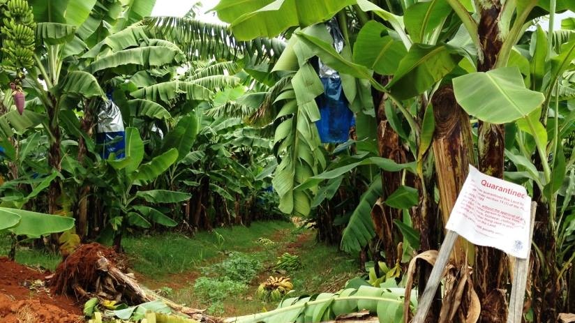 Bananas lying on the ground, unable to be harvested because of Panama disease restrictions