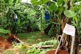 Bananas lying on the ground, unable to be harvested because of Panama disease restrictions