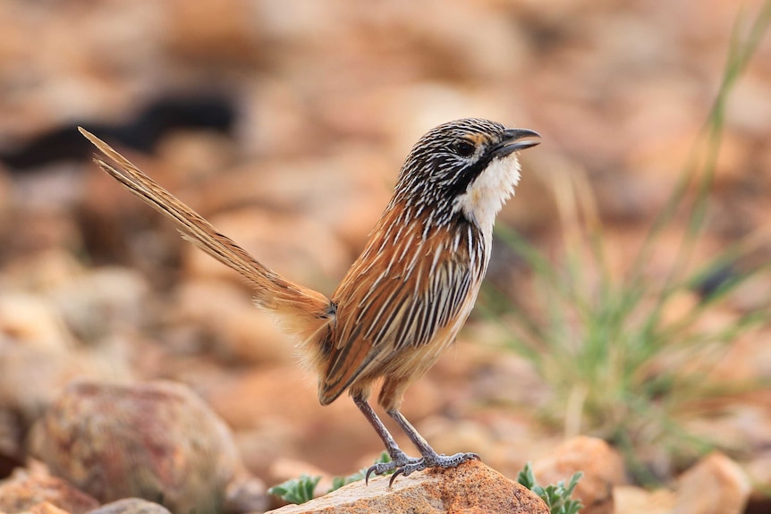 Carpentarian Grasswren standing on a rock