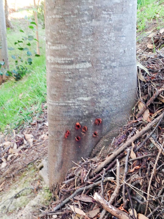 A poisoned tree in a park in Kettering, Tasmania