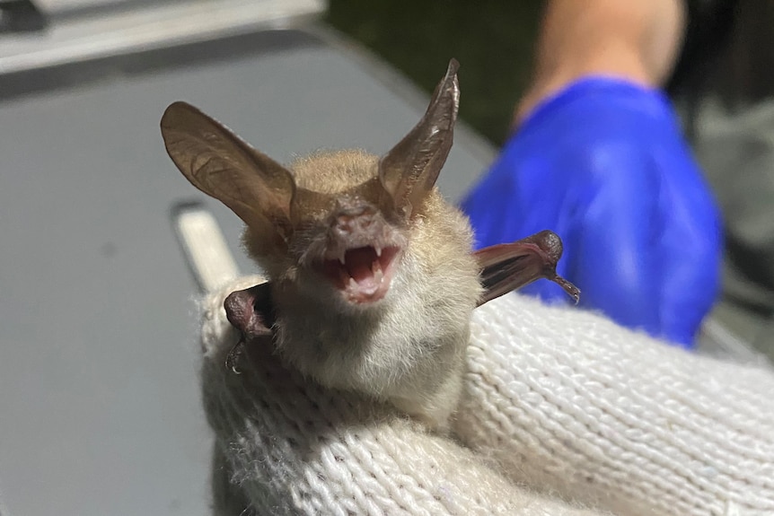 A small bat is held in a persons hand facing the camera.