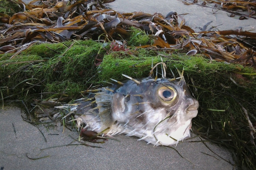 A dead spiky fish lying on sand against some washed-up kelp, on a beach.
