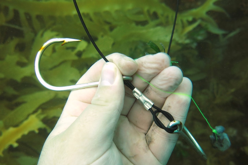 A hand underwater holds a large hook and tackle