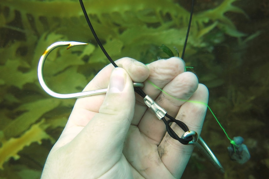 Une main sous l'eau tient un grand crochet et un tacle