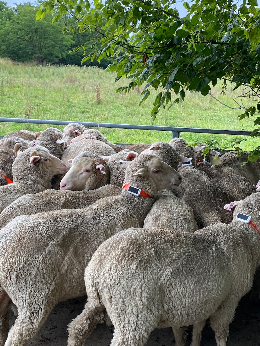 Photos of sheep with smart tags on them