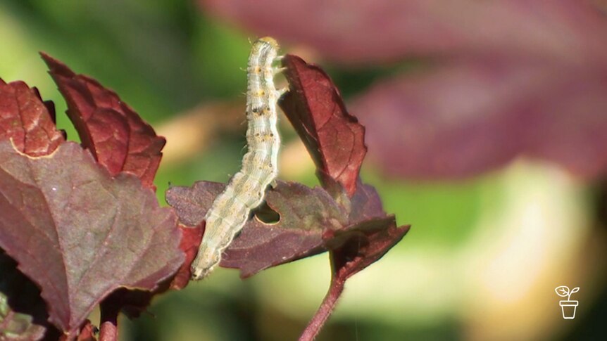 Close up of caterpillar stretching upwards to reach leaf