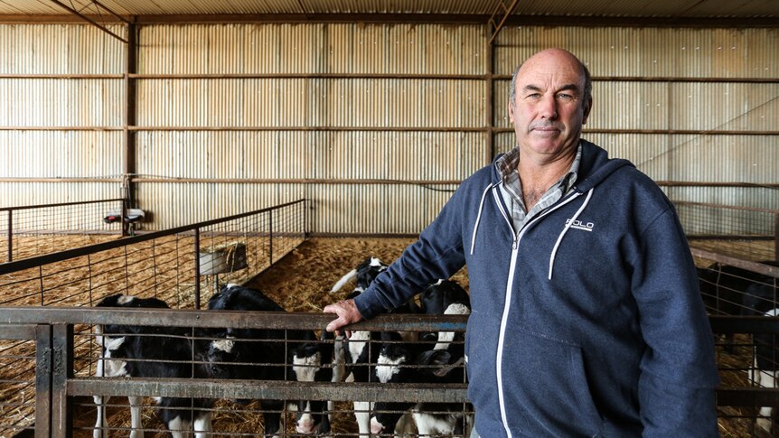 Dairy farmer stands in front of calves