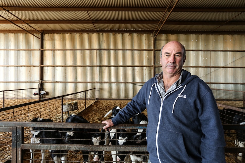 Dairy farmer stands in front of calves