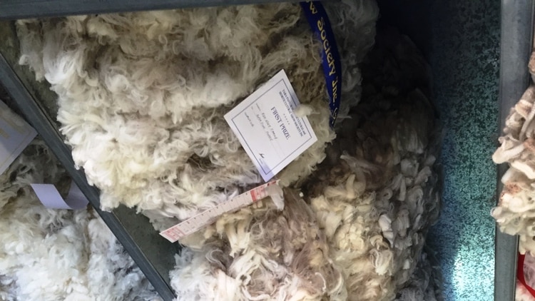 Wool on stands with show ribbons under at shed at the Tara Showgrounds.