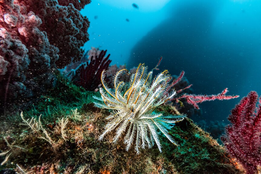 A crinoid, with feather-like branches, on the bottom of a reef with pink and yellow coral. 