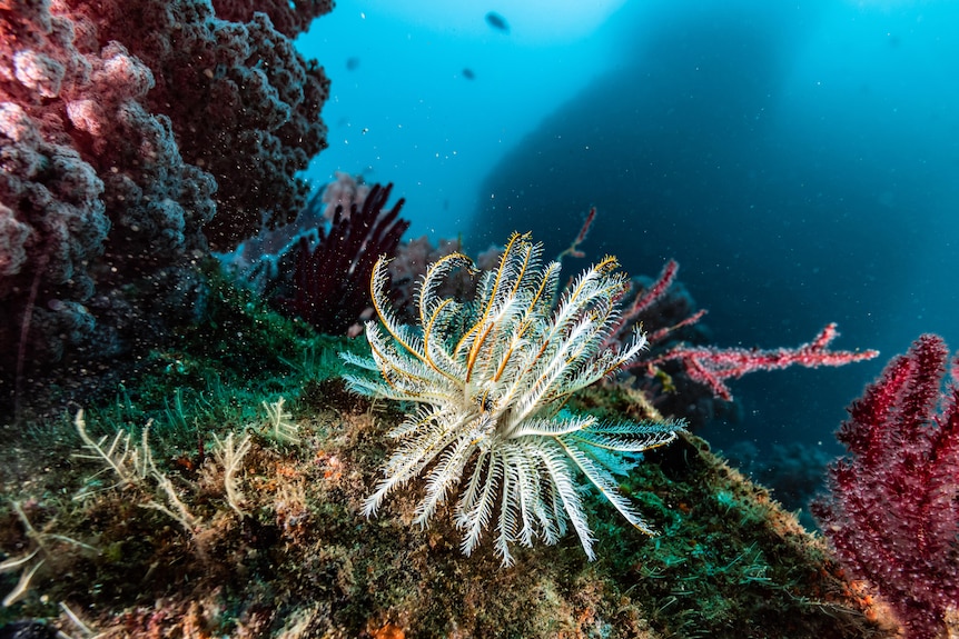 A crinoid, with feather-like branches, on the bottom of a reef with pink and yellow coral. 