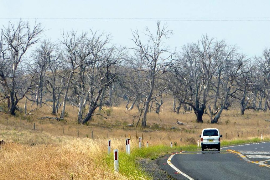 A car passes through stands of dead eucalypts