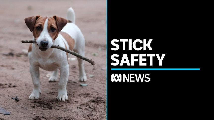 Pets News & Videos - ABC News