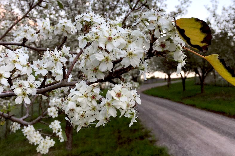 Blossoms