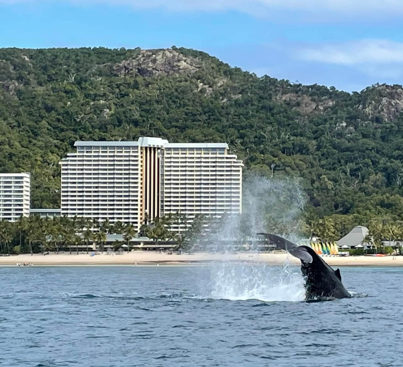 A humpback whale's tale out of the water in front of high-rise buildings on Hamilton Island.