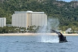 A humpback whale's tale out of the water in front of high-rise buildings on Hamilton Island.