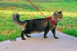 A cat in a harness and leash.