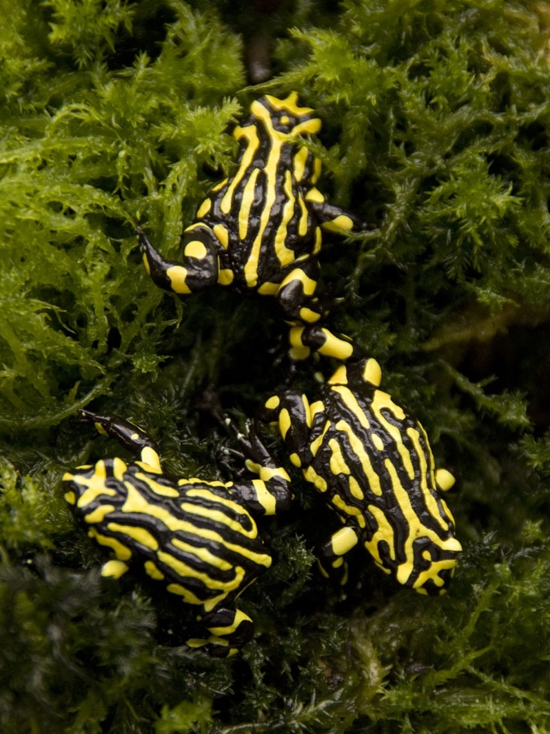 In the past 20 years the Southern Corroboree Frog has all but disappeared.