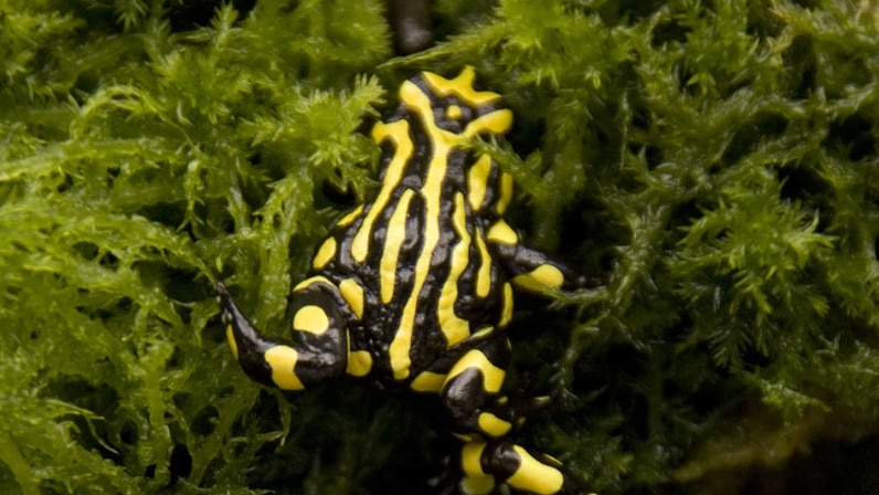 In the past 20 years the Southern Corroboree Frog has all but disappeared.