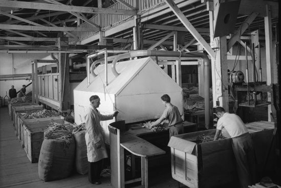Black and white photo of m en handling tobacco leaves inside a factory.