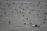 Pelicans and other birds wait on the water as fish are pushed through a barrage