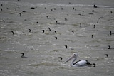 Pelicans and other birds wait on the water as fish are pushed through a barrage