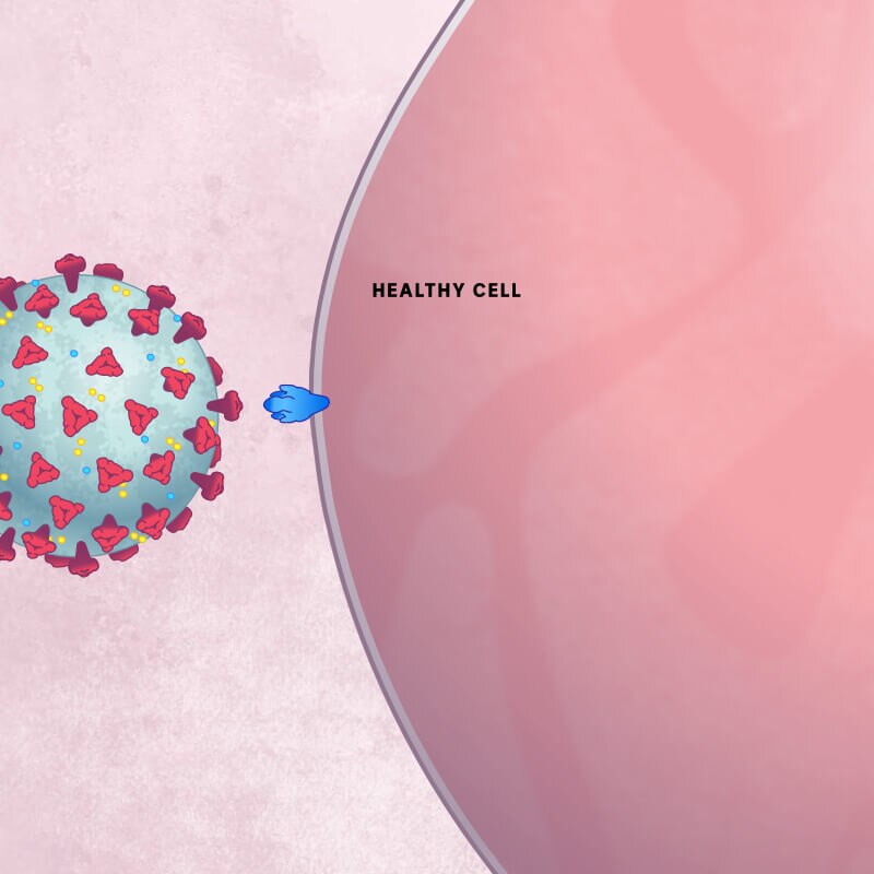 A coronavirus covered in red spikes approaches a blue receptor on a healthy cell.