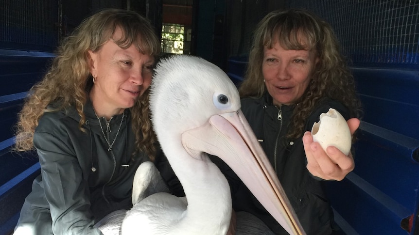 A pair of identical twins with a young pelican.