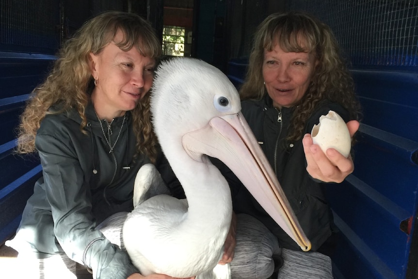 A pair of identical twins with a young pelican.