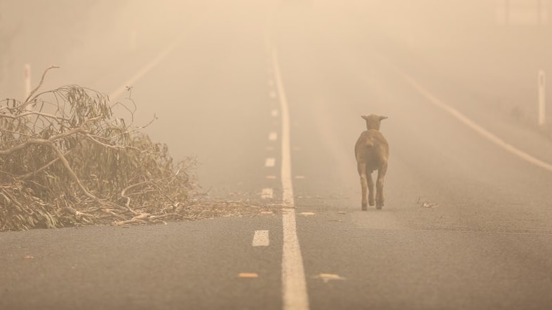 A sheep walks along a road covered by smoke