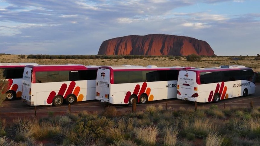 Three coach buses parked in front of Uluru in Central Australia.