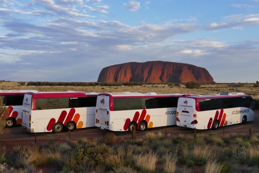 Three coach buses parked in front of Uluru in Central Australia.