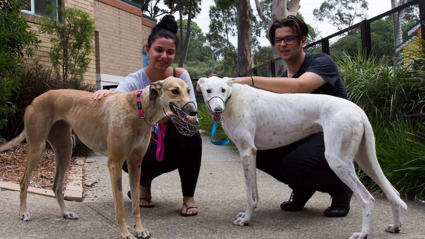 Marina Liaskos and brother Constantine with their two newly adopted greyhounds