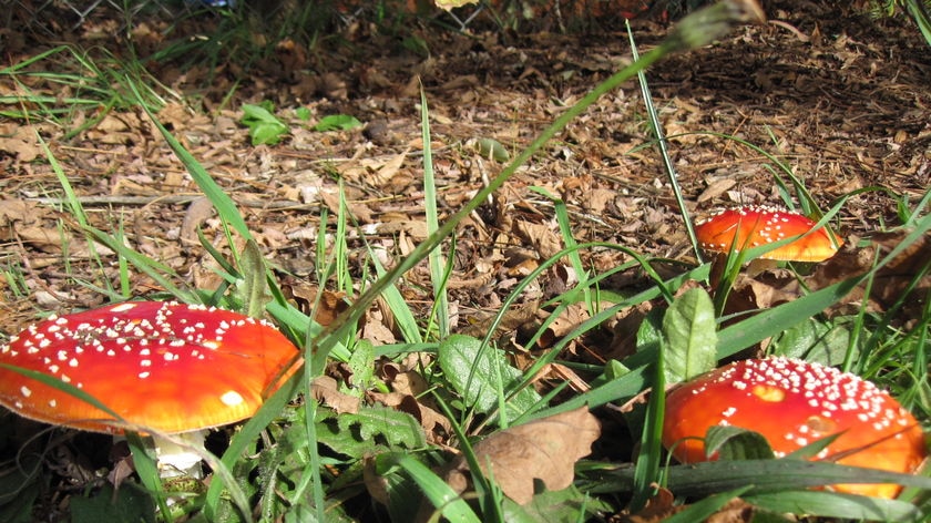 It has been suggested that charts be widely available so people can identify which mushrooms can not be eaten.