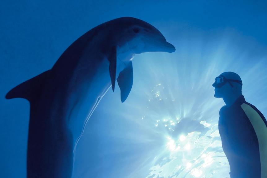 Stig Severinsen in the ocean underwater looking at a dolphin.