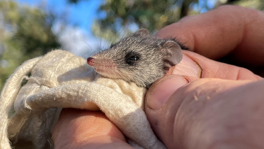 A small dunnart between a researcher's fingers.